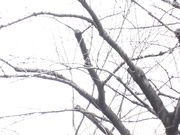 [JUFD-471] 在街上看到的内裤美女的艳丽的背面 初美沙希【破解】 - 1of5