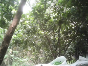 精品推薦 猥瑣中年大叔野外後山小樹林嫖妓個顏值還不錯的年輕良家少婦 主動張開雙腿翹臀配合抽插服務蠻不錯的 國語720P高清