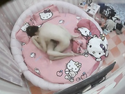 8.水滴摄像头拍考完试的情侣 大机8在下面插 女的还自已摸奶